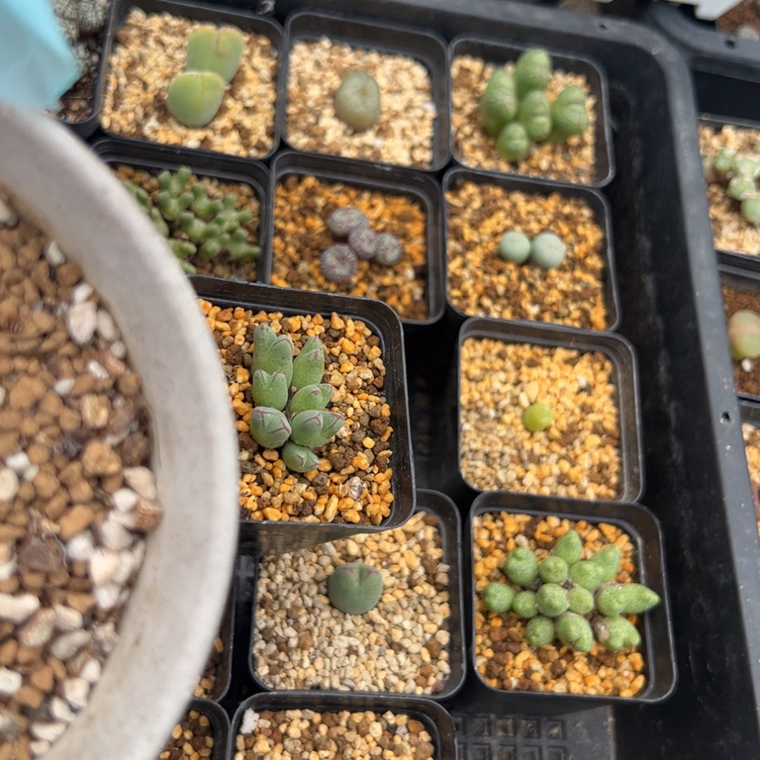 时****20-43肉锥多肉植物，