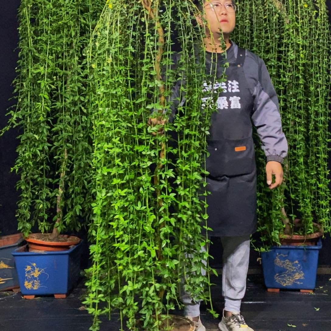 迎春花，一物一拍，高度1.7左右