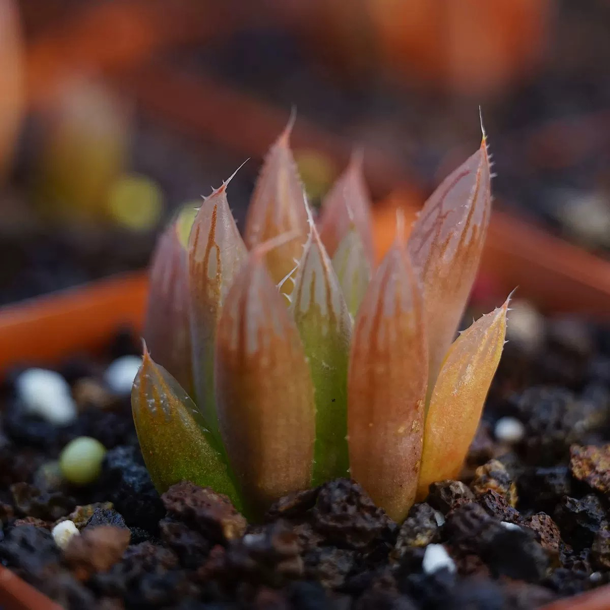 Haworthia cooperi var. pilifera IB08576