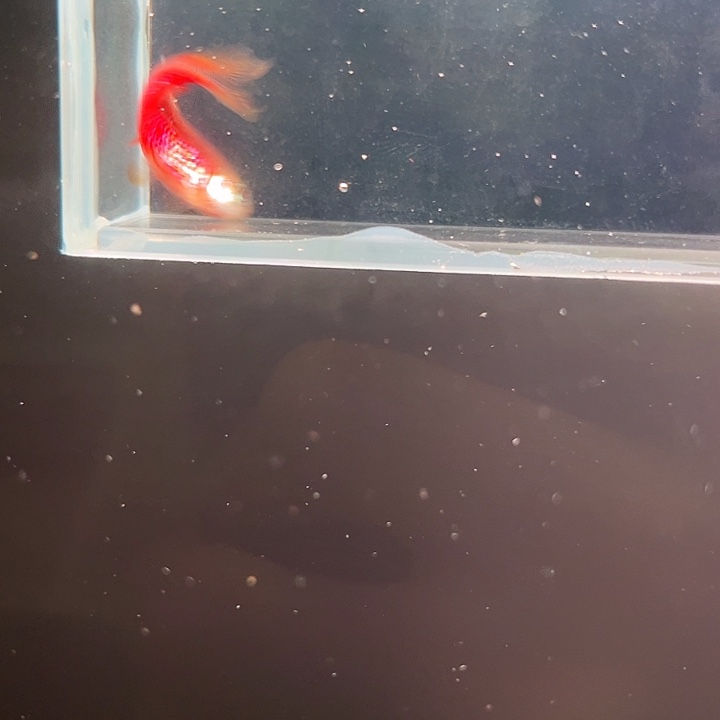 灯科鱼粉色牌子4号 超红3cm