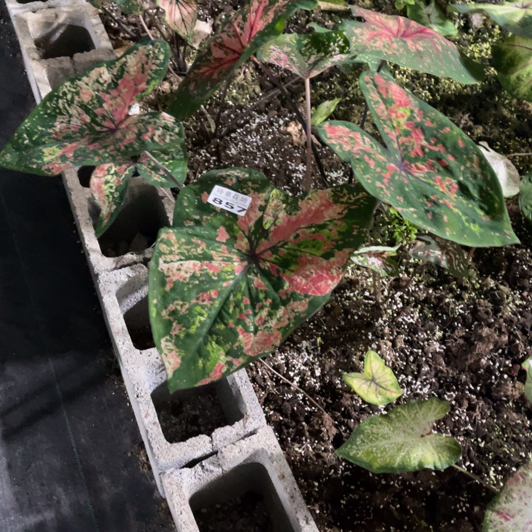 米****无花朵             857覆盆子不包售后