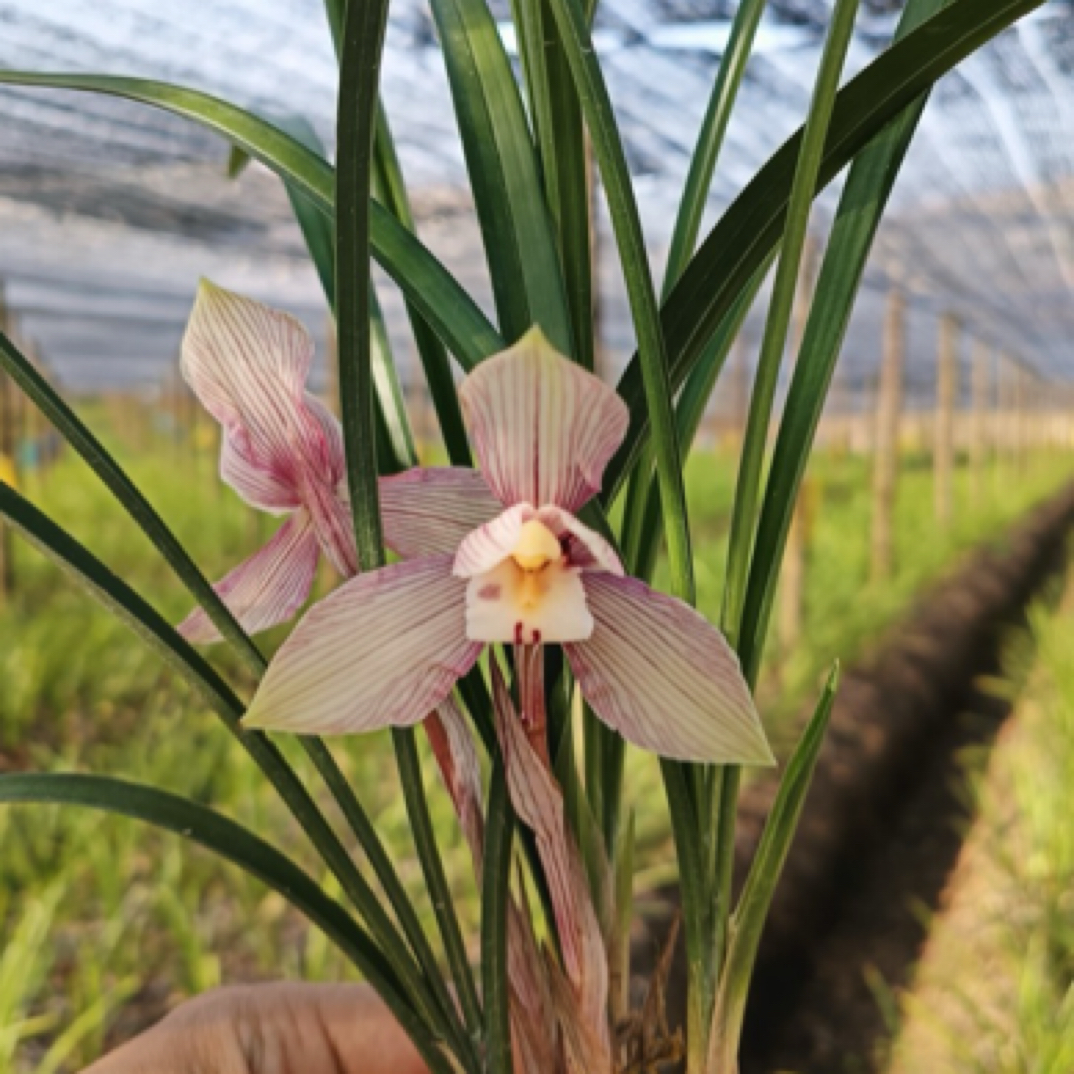 《翼荷鼎》春兰蝉荷瓣浓香兰花阿慧兰苑花卉