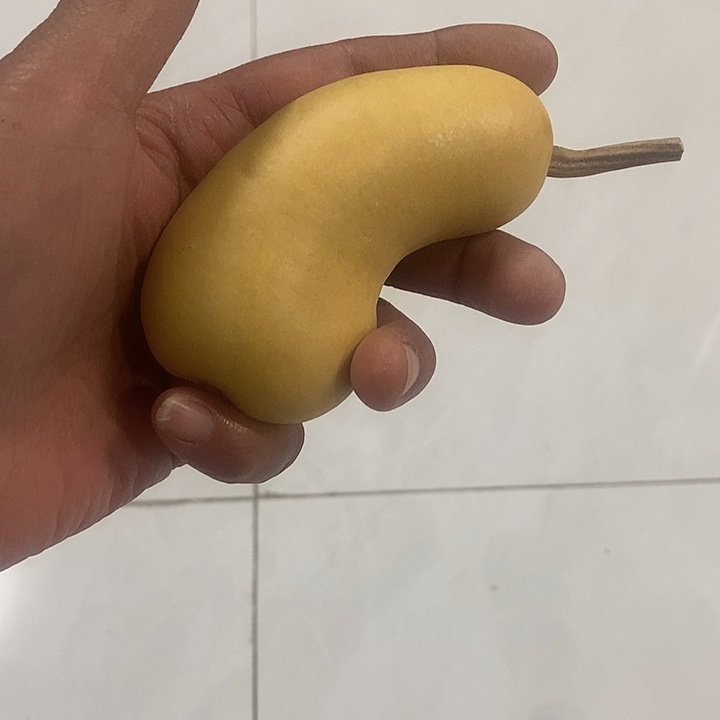 画***圈土豆葫芦大厚皮葫芦