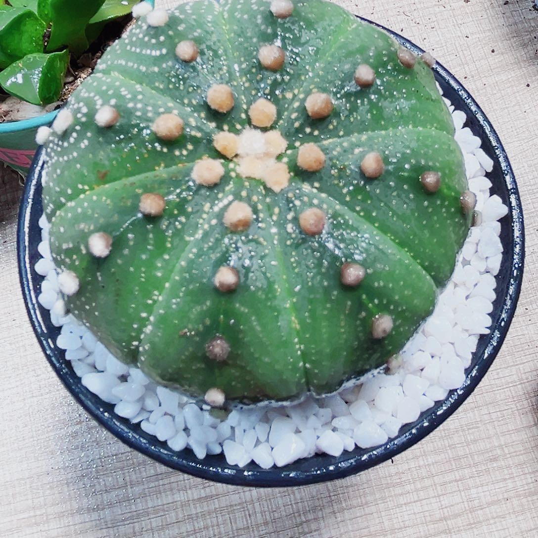 星兜锦多肉植物多肉植物