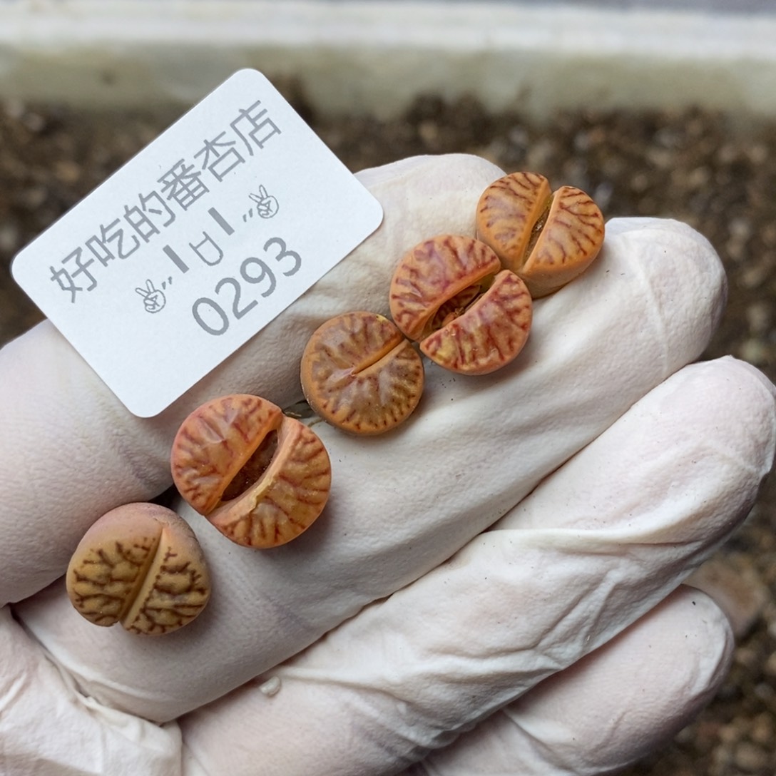 0293。零下拍保温。