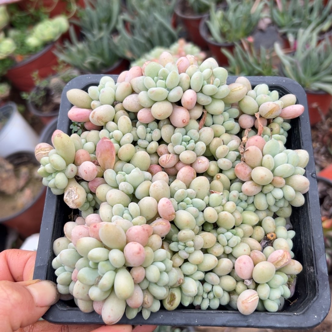 富的热裤植物中央音乐学院