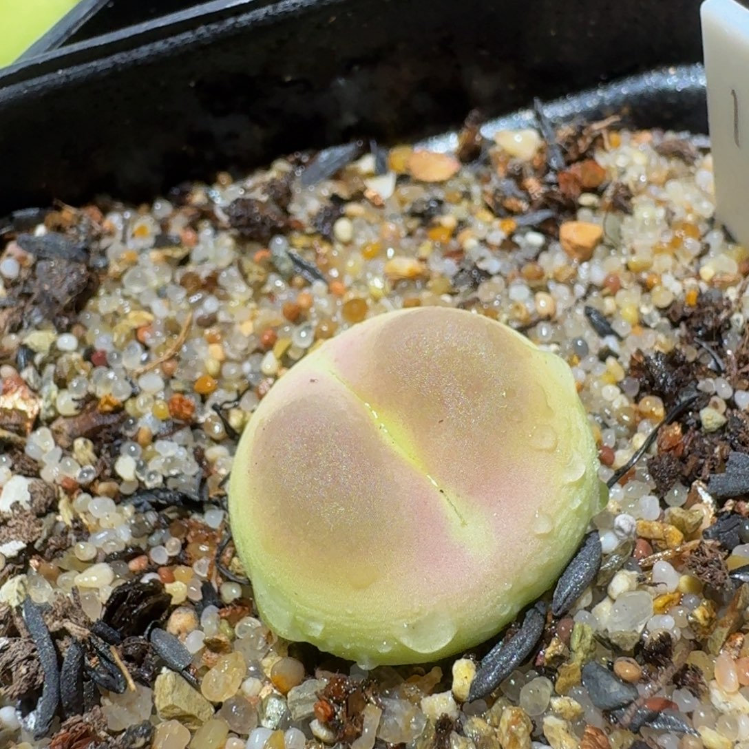 Zzzz生石花肉锥2243