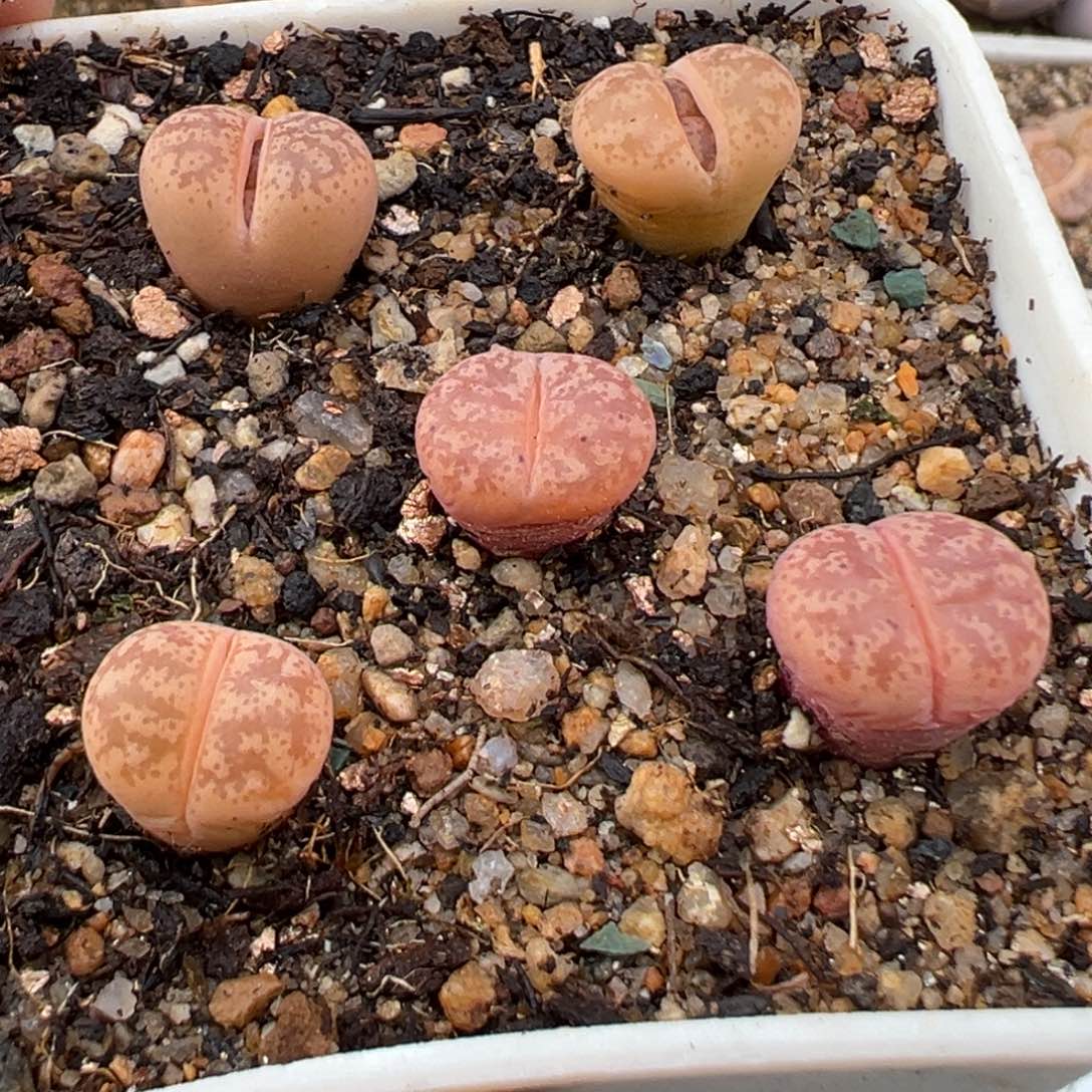 2.8好看的多肉005