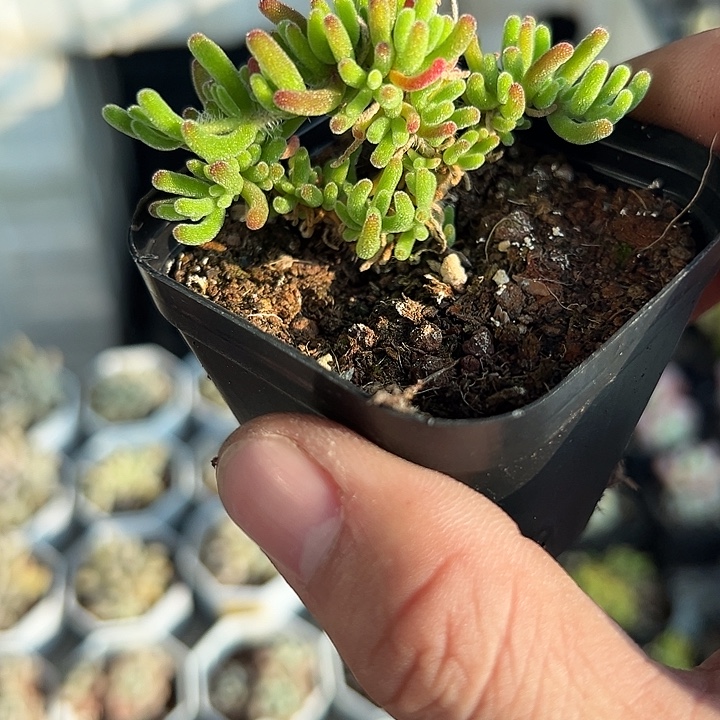 荧光兔 满10颗包邮