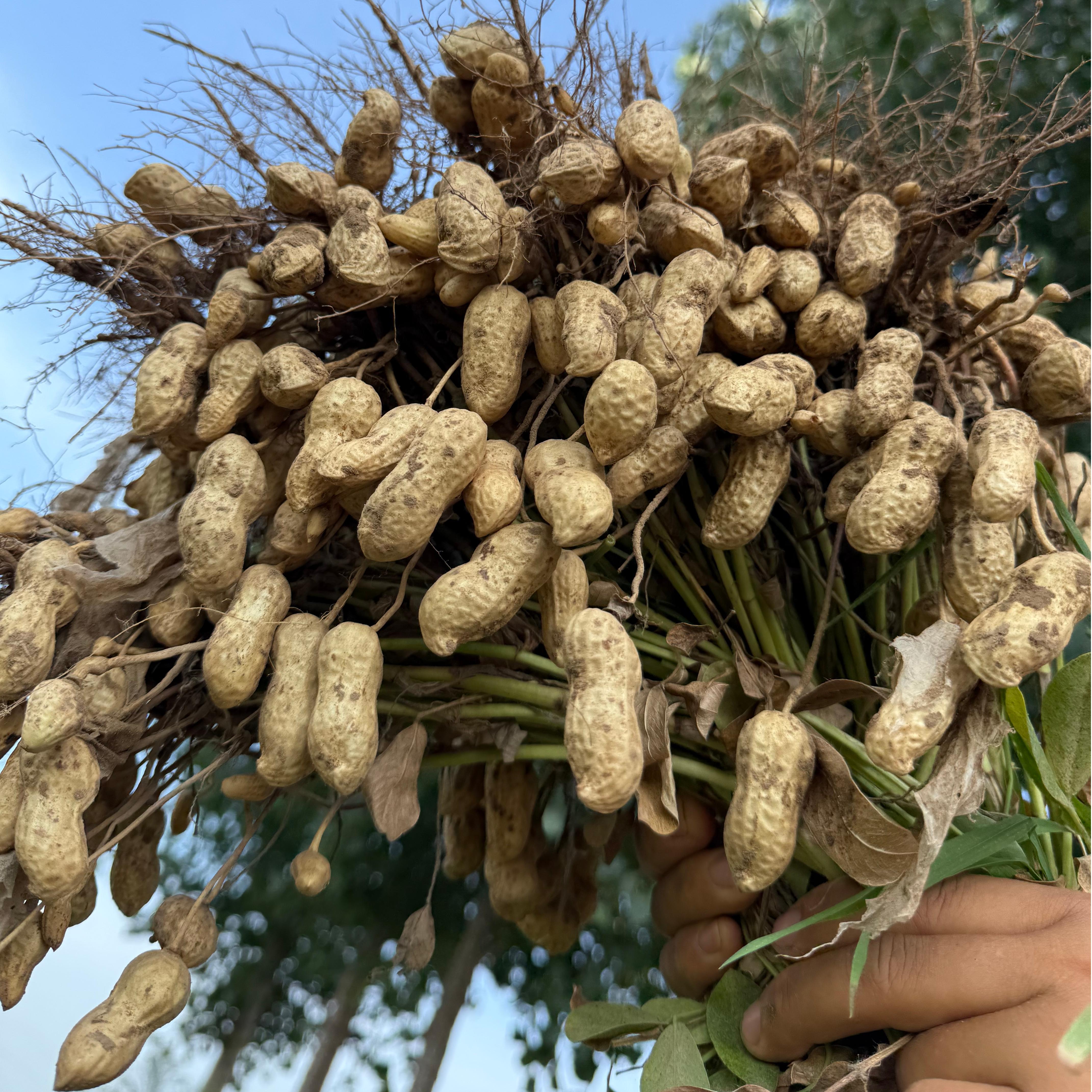 【坏果包赔】河南开封花豫25沙土地粉皮花生新鲜湿花生精品饱满大果