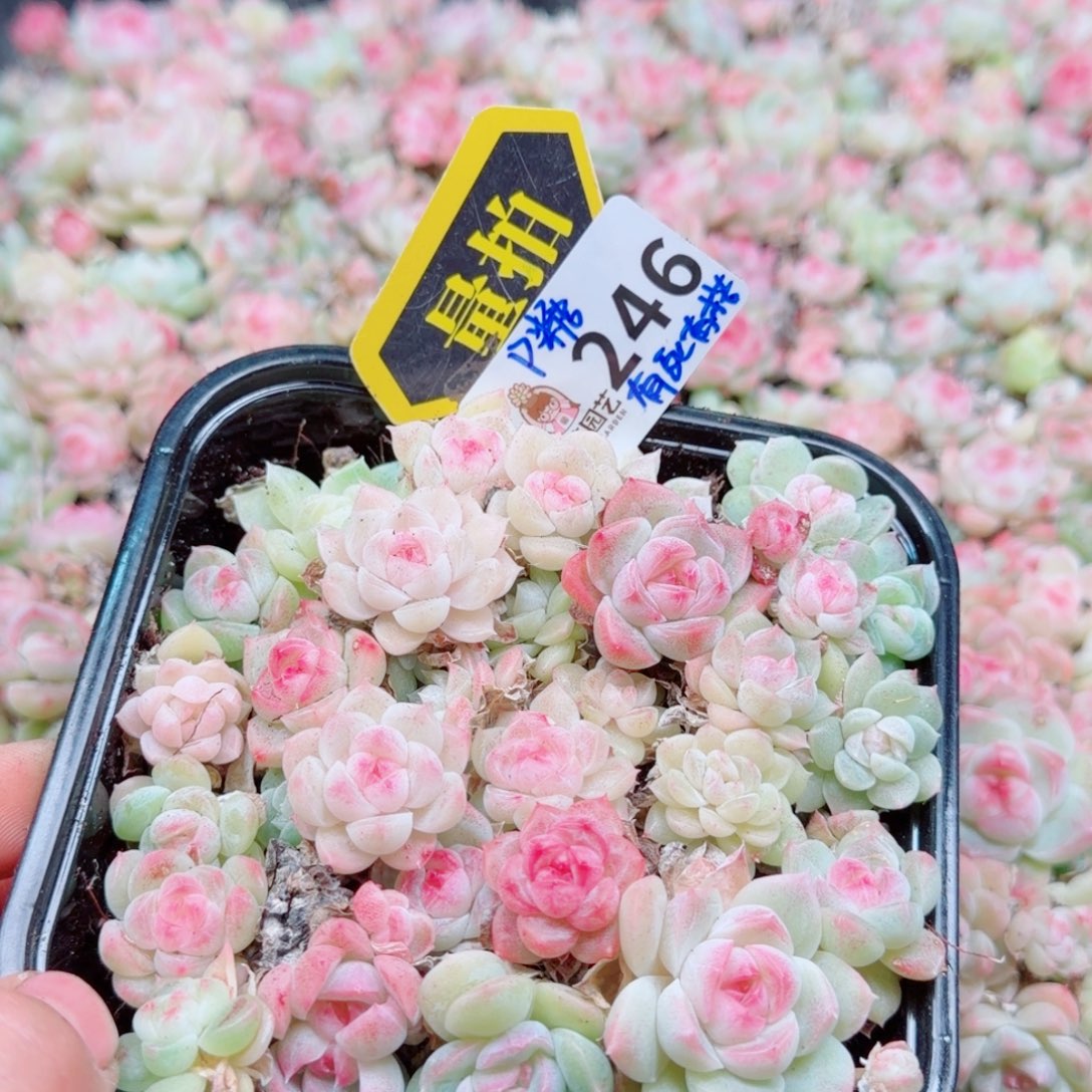 多肉植物多肉植物