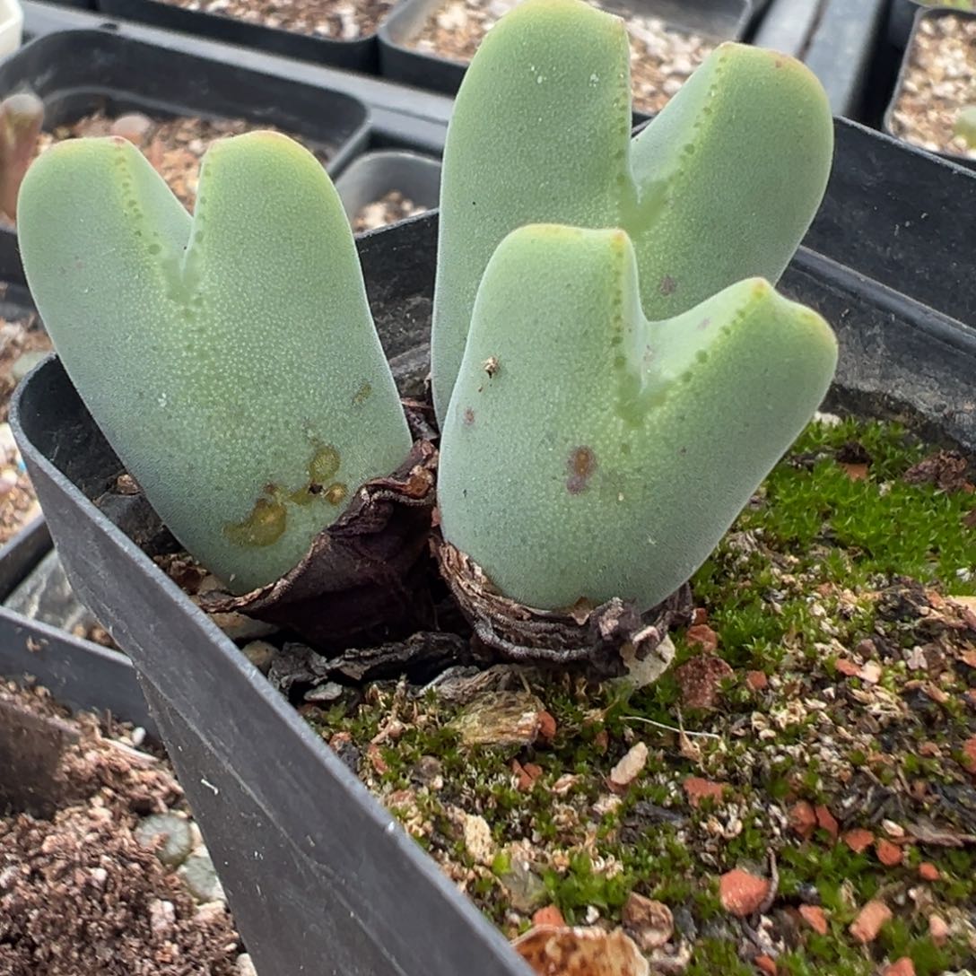 7-78毛将多肉植物，