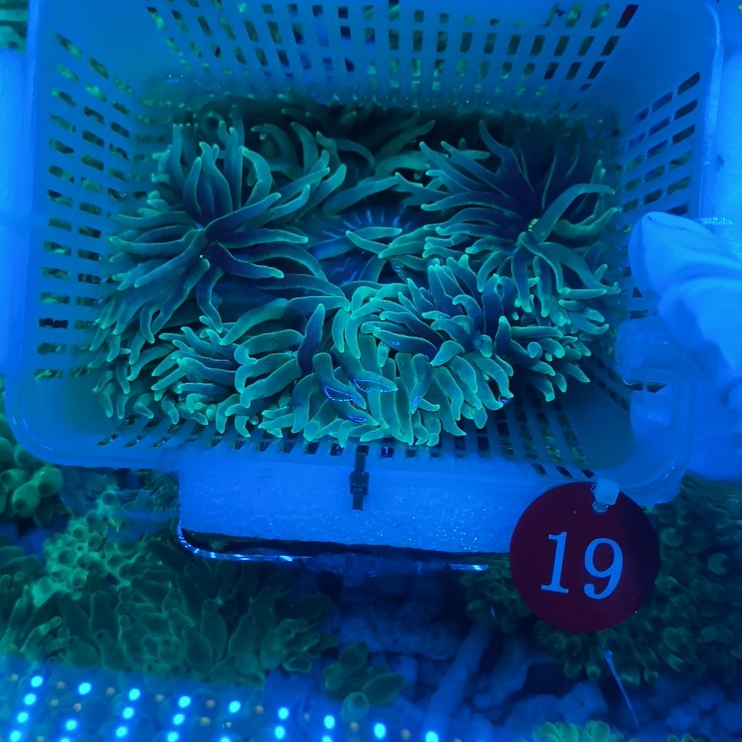 归***年海水鱼长须葵19号长须葵