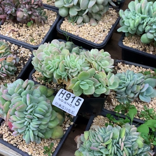 ****鲤芒果奶330 星娜塔缀化915