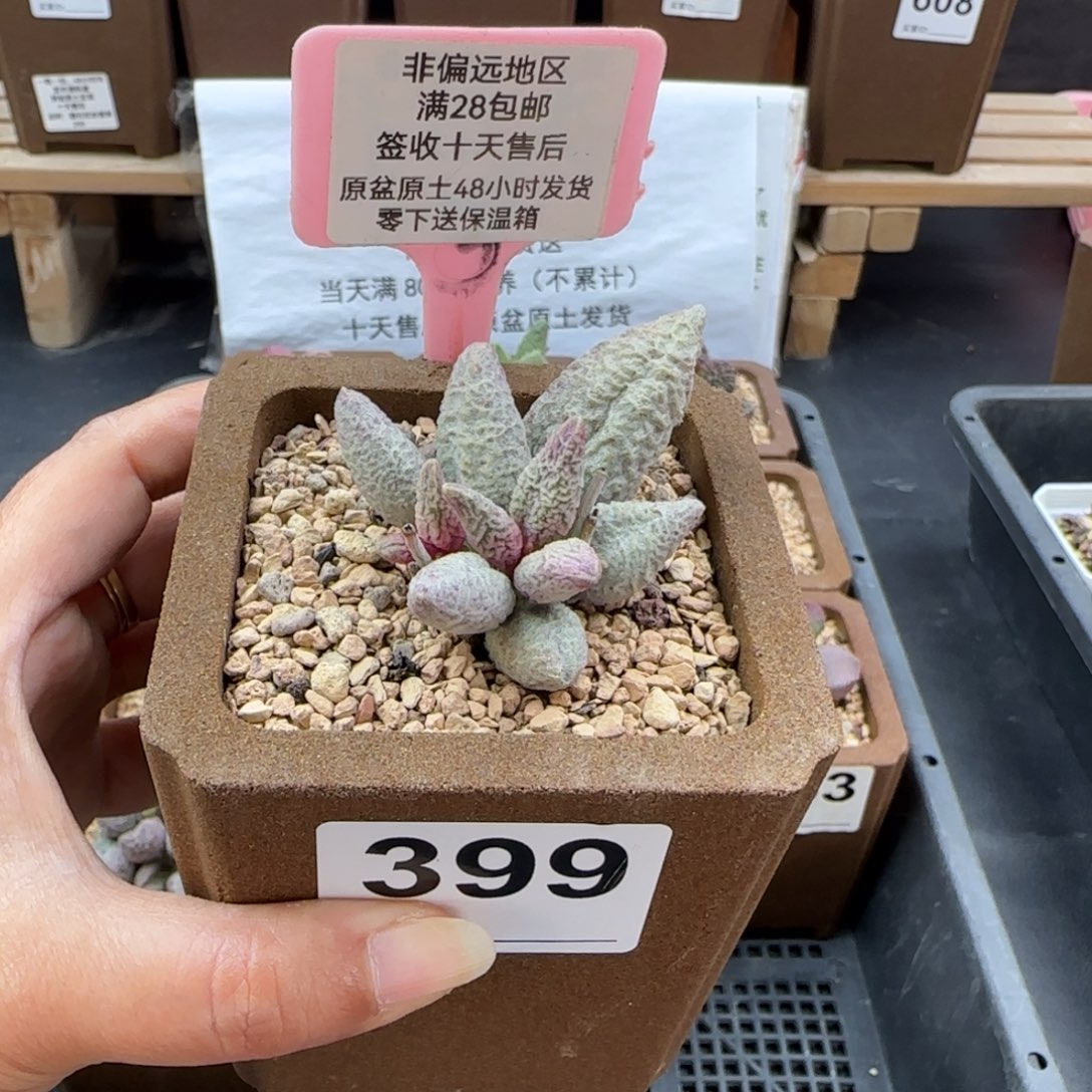 399融化纹冰淇淋多肉植物