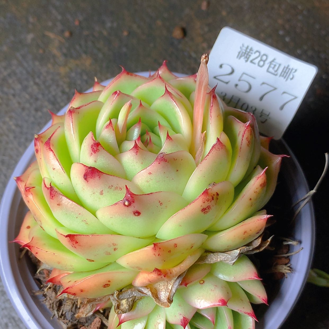 【闪购商品】云2577