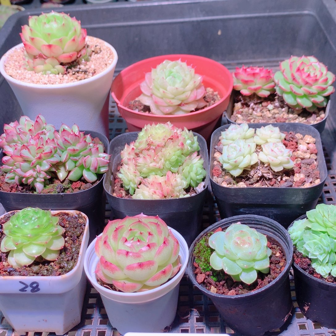 乐然29-220 框拍10颗 带盆土