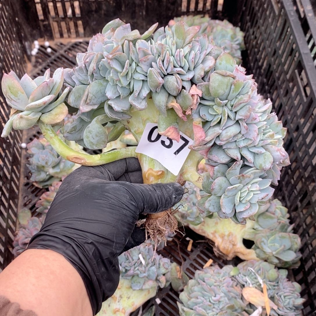 用***237 白凤缀瑕疵哇哇哇