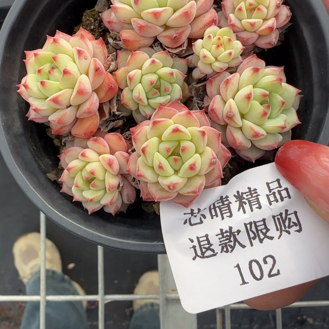 闪购精品多肉102号