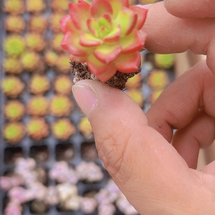 蒂亚精品多肉植物