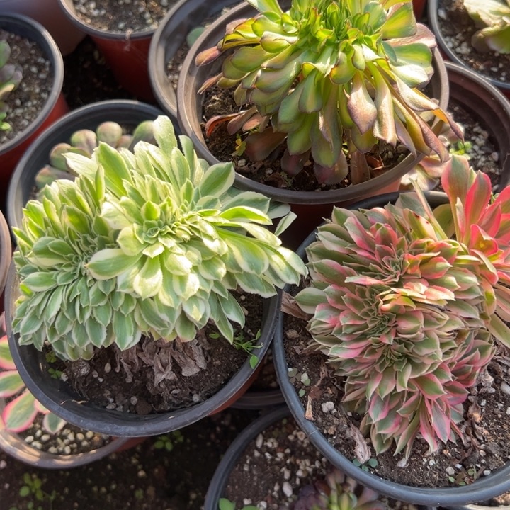 多肉植物3颗缀有一