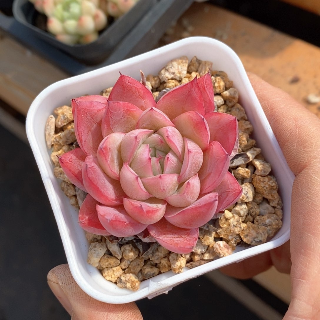 精品多肉一物一拍不包整186