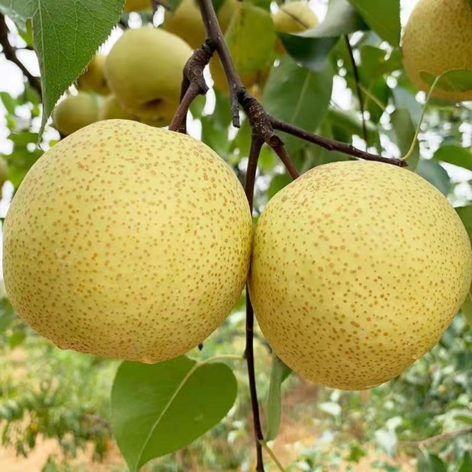 正宗砀山酥梨现摘现发脆甜爆汁多汁新鲜水果孕妇宝宝新鲜应季水果