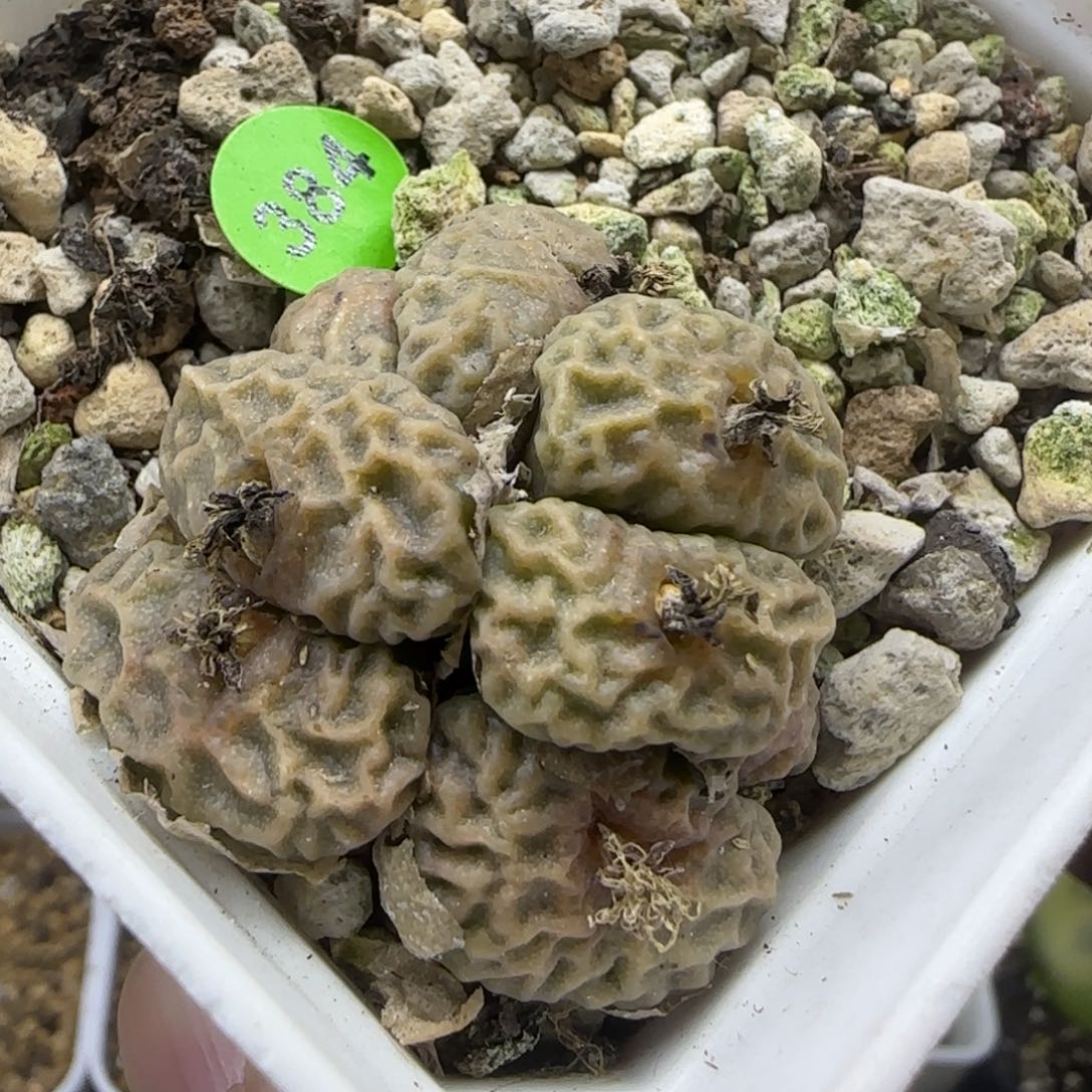 大型超烧群多肉384