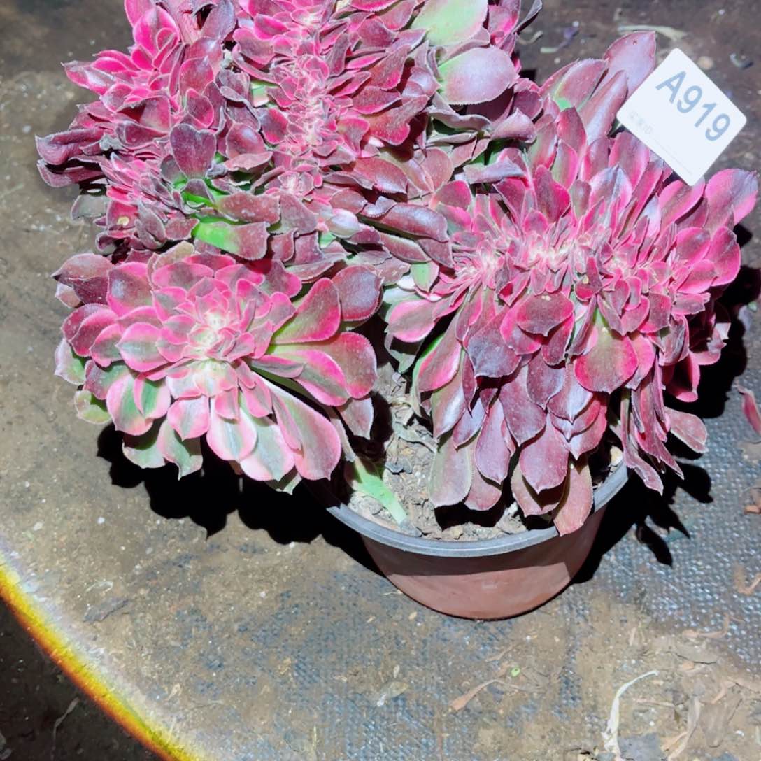 919号香妃缀化多肉植物