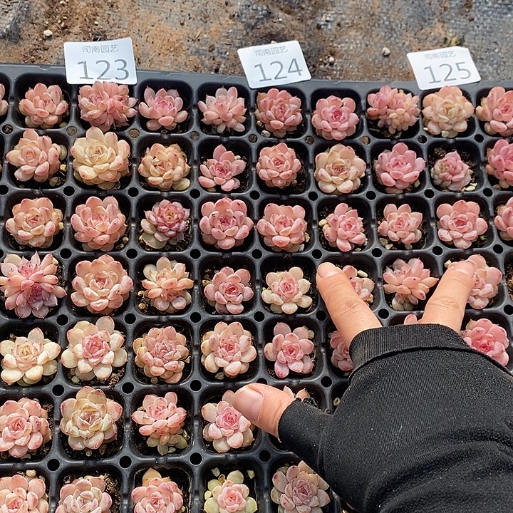 123-125 多肉植物盆栽花卉