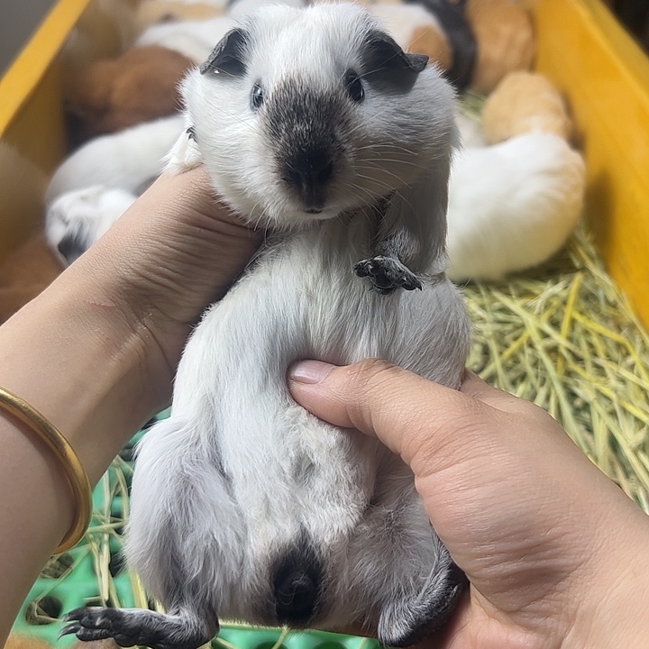 白色加州弟弟388