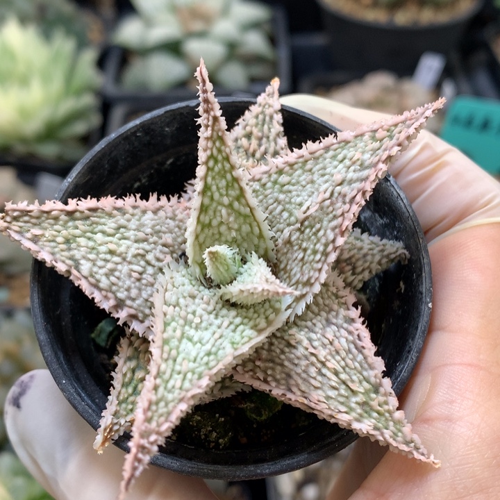 实生园艺芦荟带盆土发货