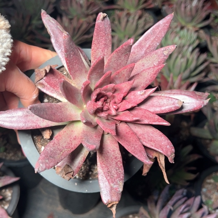 1381哈哈哈哈哈哈哈哈