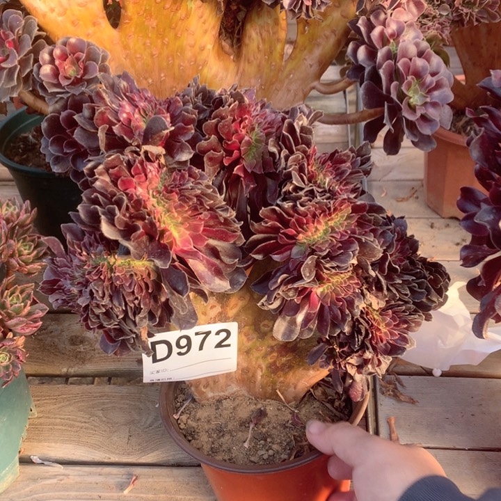 972欧紫缀多肉法师