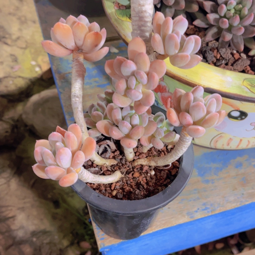 多肉植物保护研究所所长
