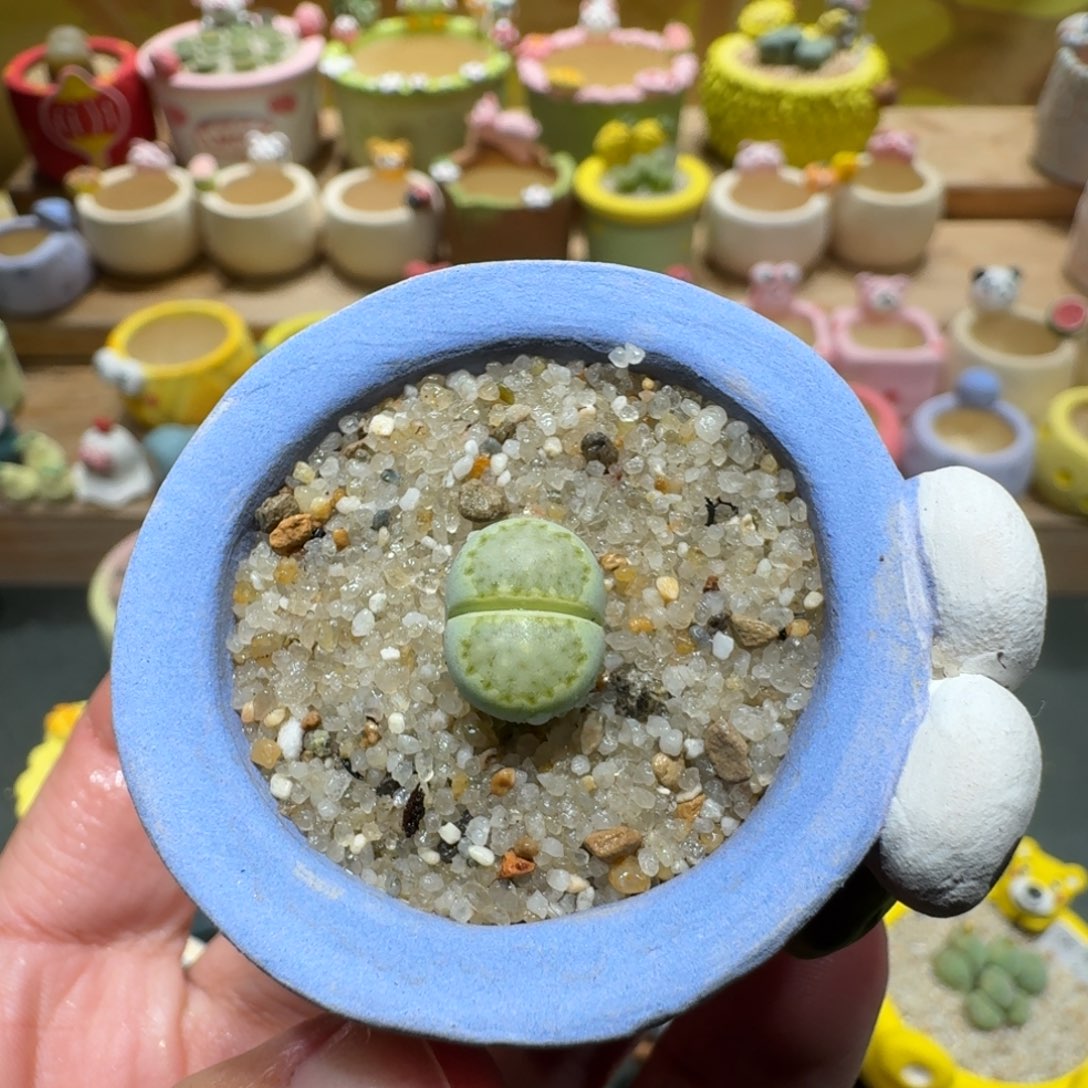 蘑菇1300奶油绿饼