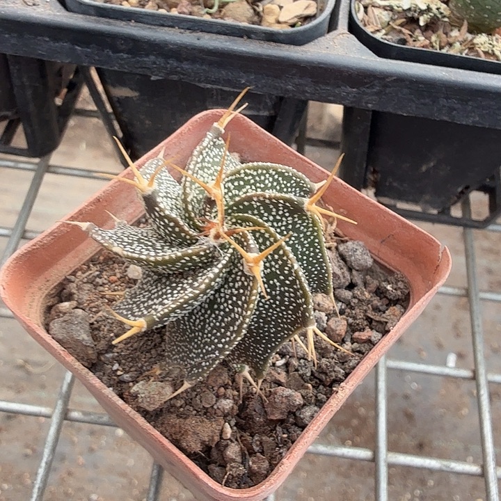 实生瑞凤玉3仙人球