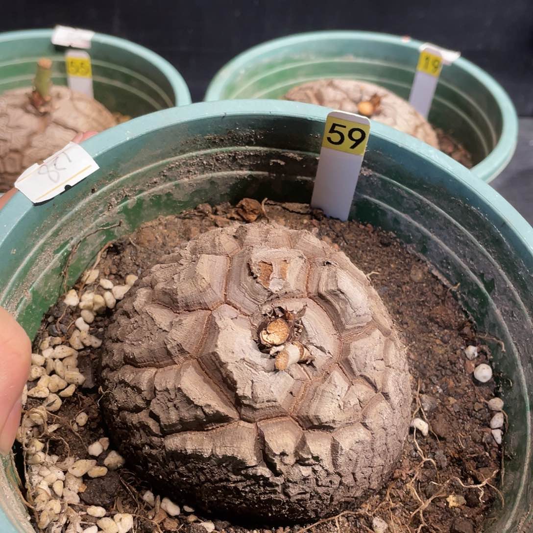 龟甲龙59号不退货