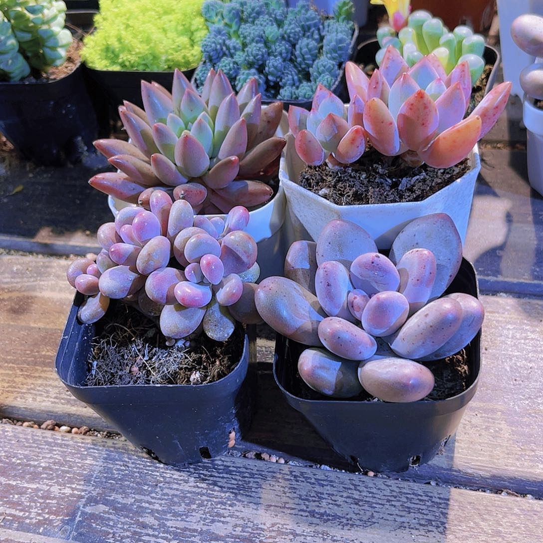 如图四盆1111111111111111