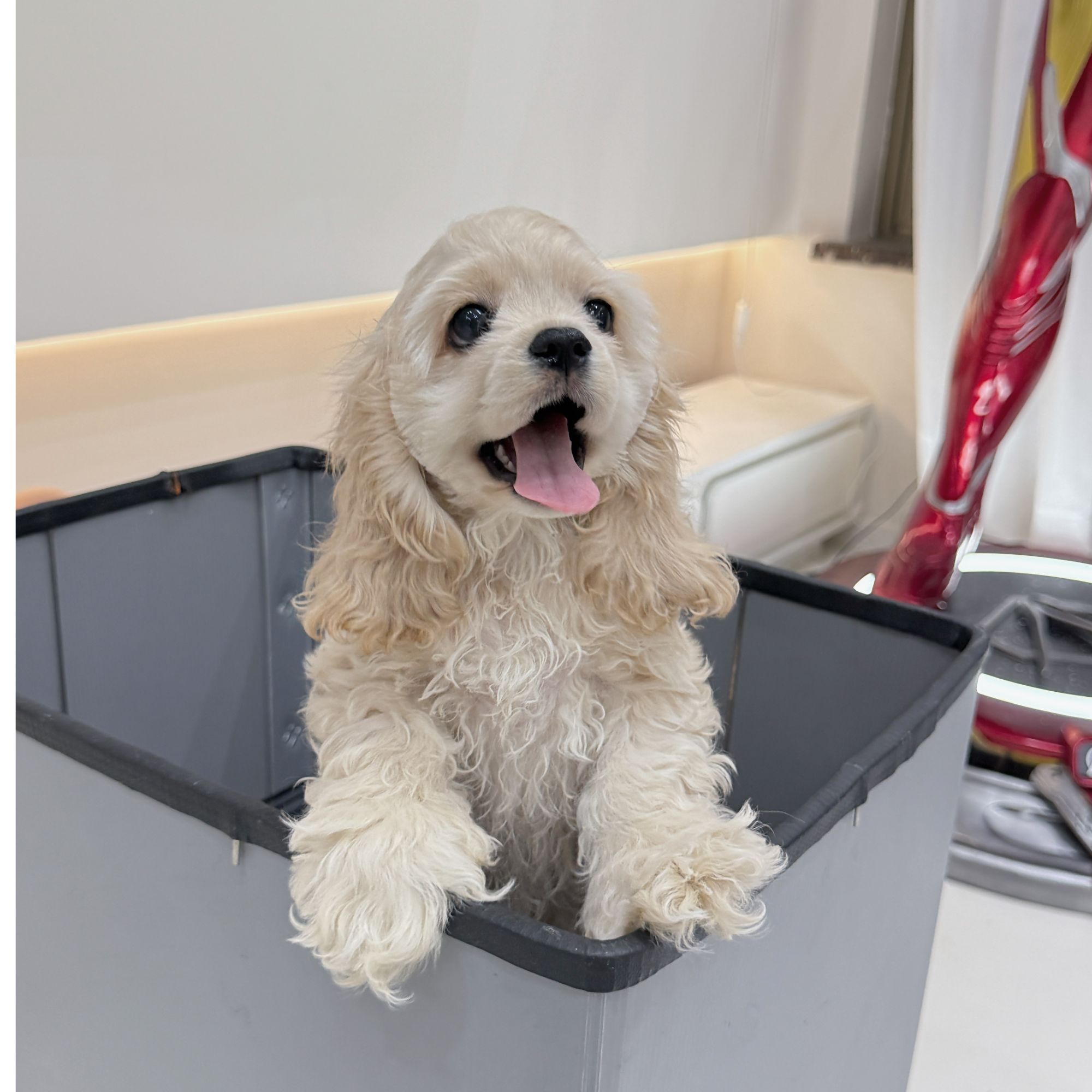 101只美卡花臂妈妈美国可卡犬可卡布犬聪明温顺可爱小狗