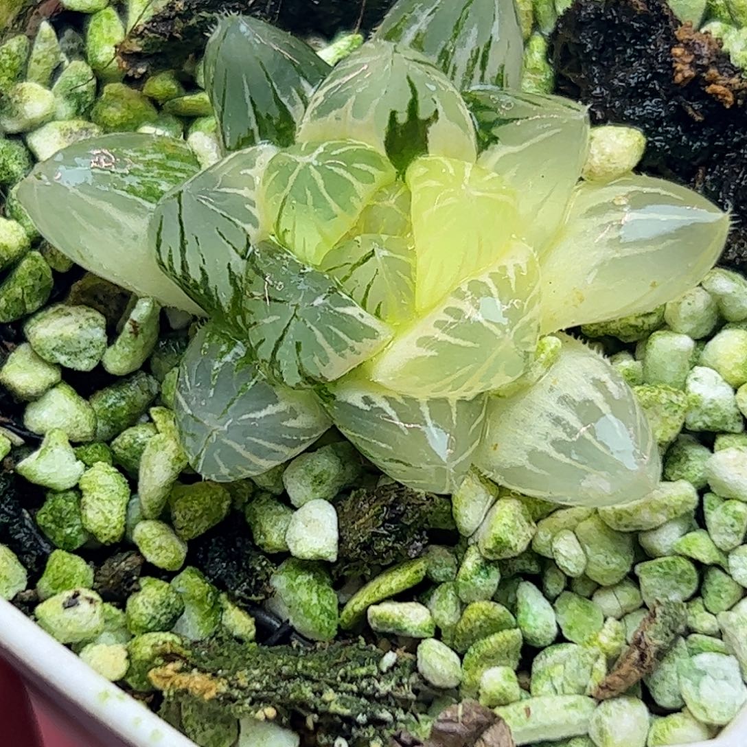 霓虹灯锦十二卷多肉