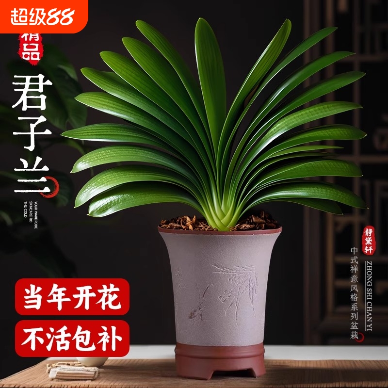 特大号君子兰盘裁名贵国宝级年宵花卉绿植物室内客厅四季好养盆景