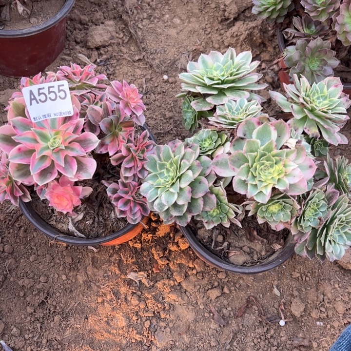 组合微瑕多肉植物555.
