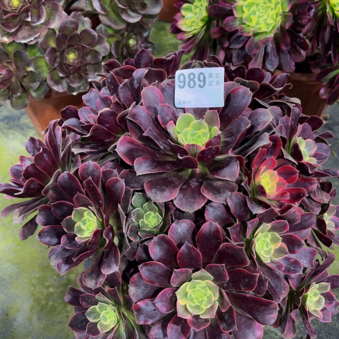 多肉金丝福利没售后0000000989