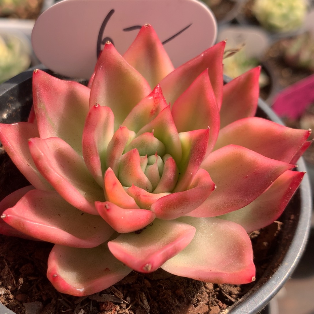 弗兰克头盖锦锦锦锦锦集