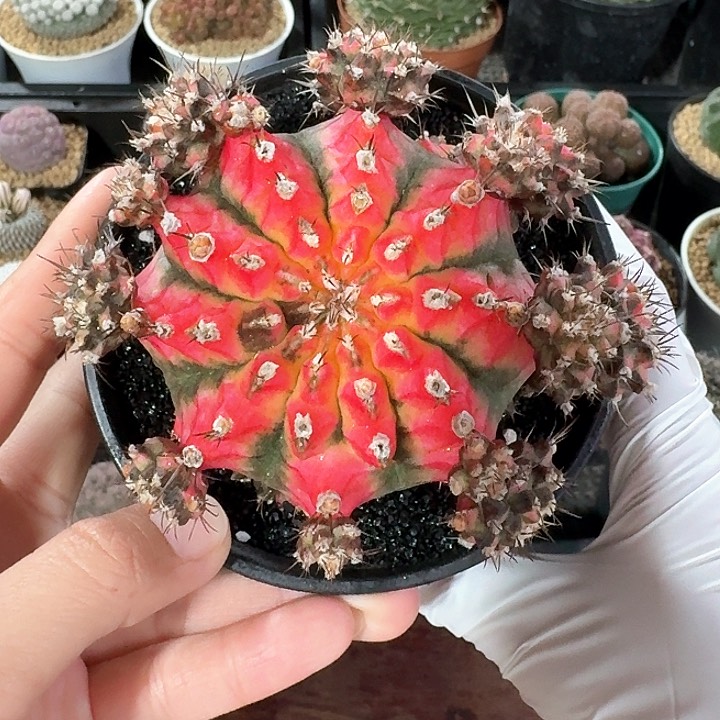 花蝴蝶仙人球123