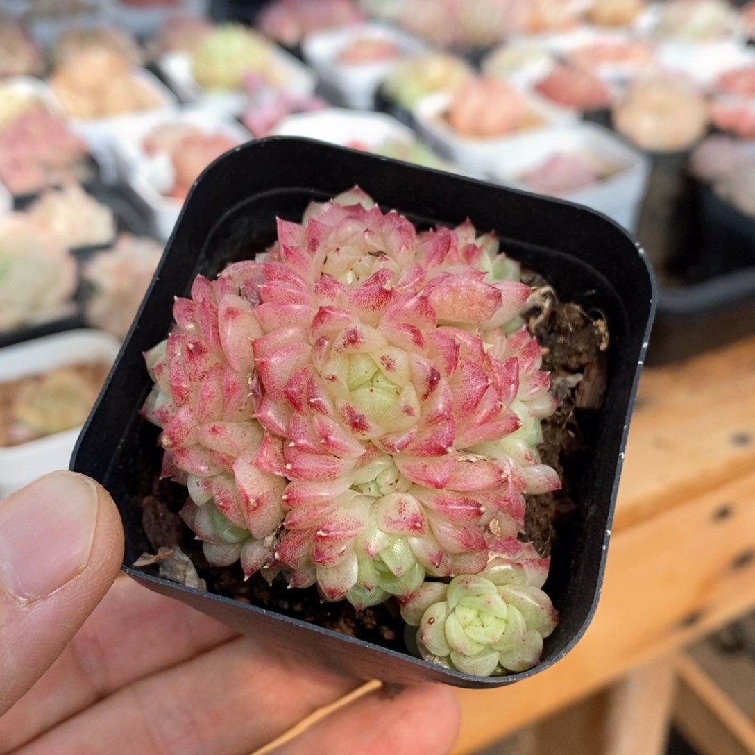精品多肉一物一拍不包整177