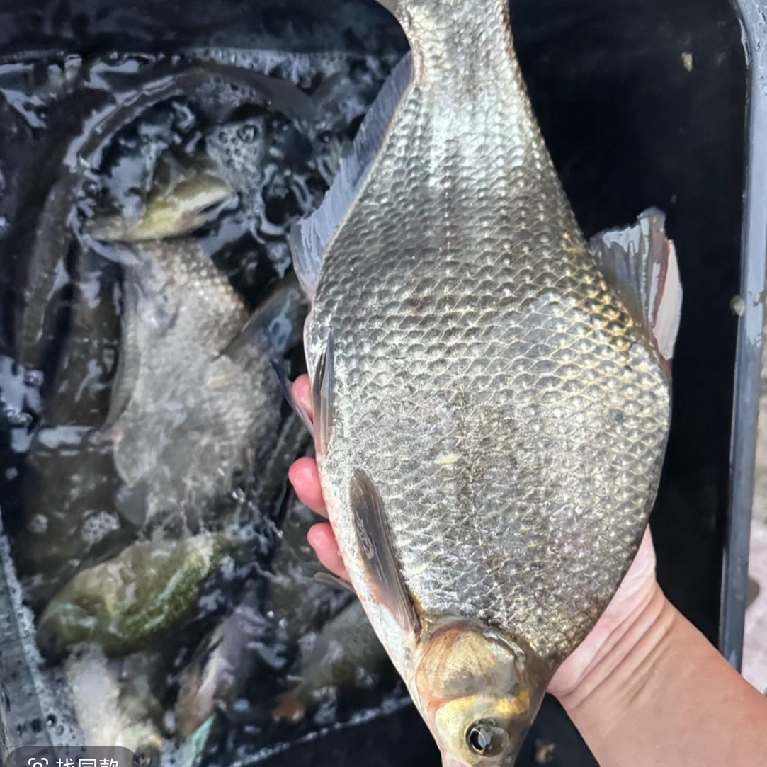 安徽池州九华河野生鳊鱼