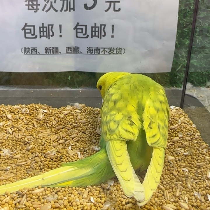 虎皮鹦鹉大头虎皮鹦鹉