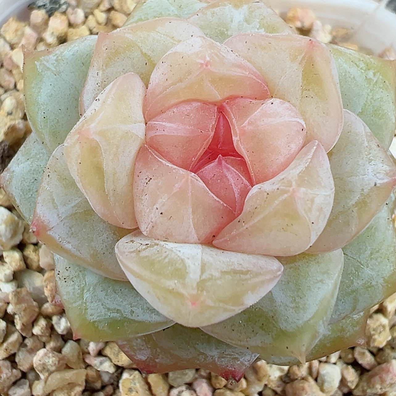 【闪购商品】292号哈哈哈哈哈